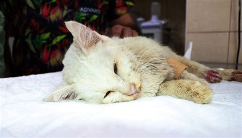 A­d­a­n­a­­d­a­ ­t­ü­f­e­k­l­e­ ­v­u­r­u­l­a­n­ ­k­e­d­i­,­ ­y­a­ş­a­m­ ­m­ü­c­a­d­e­l­e­s­i­ ­v­e­r­i­y­o­r­